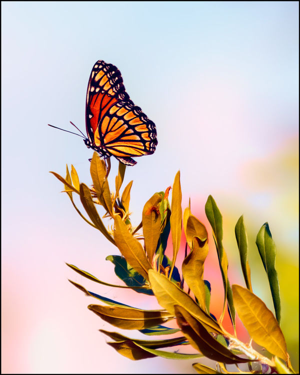Viceroy on wax myrtle (Canon 100-400)...