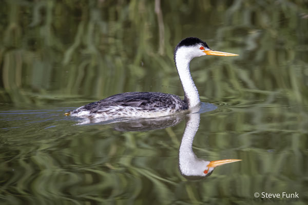 Clark's Grebe with reflection...