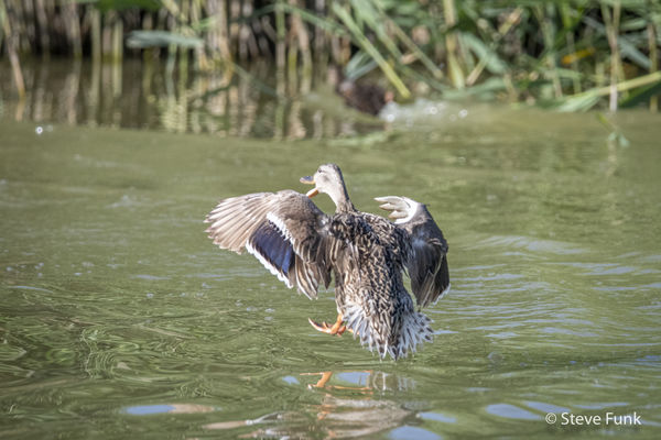 Female Mallard Duck - walking on water...