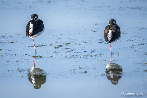 Black-necked Stilts - 'two pair'...