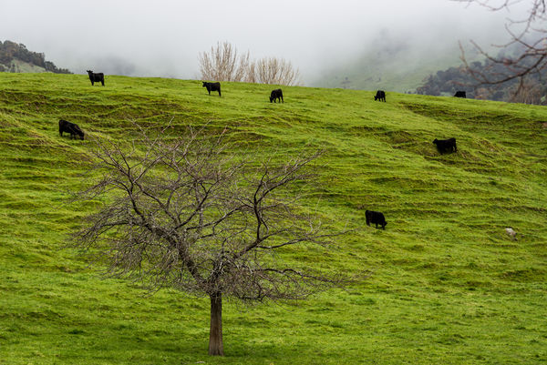 7 - Grazing cattle on a fog-shrouded hill in Puaha...