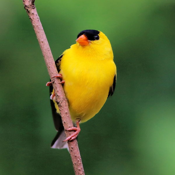 Male American Goldfinch...