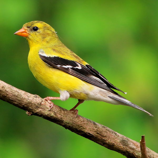 Female American Goldfinch...
