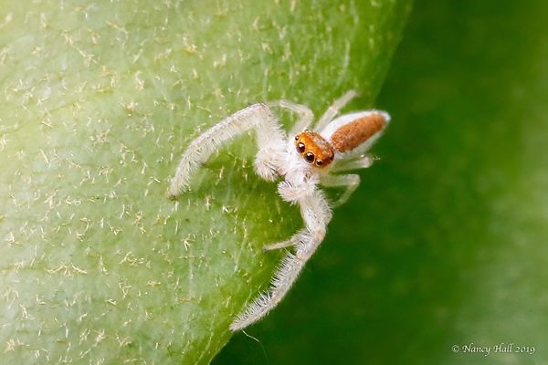 White-jawed Jumping Spider (Hentzia mitrata)...