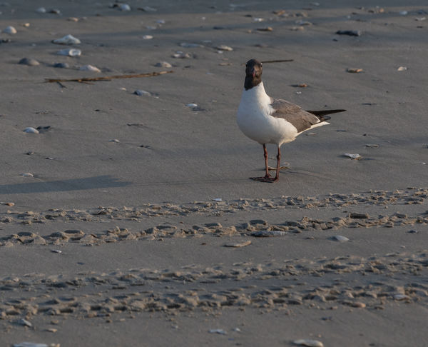 Laughing Gull standing next to turtle tracks in th...