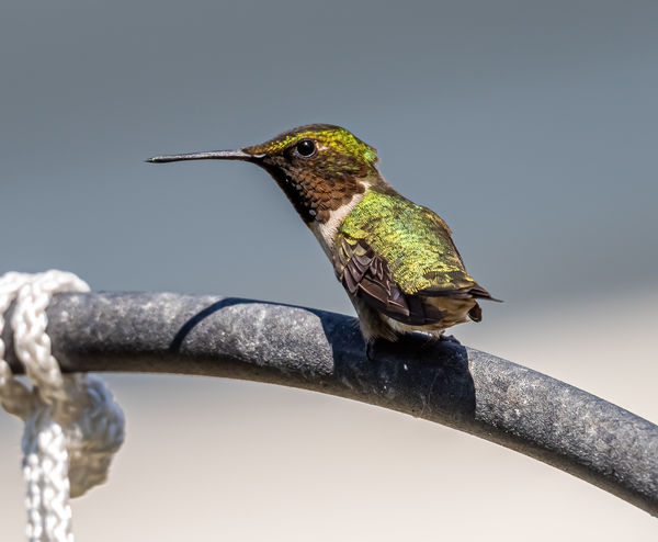 male ruby throated hummingbird...