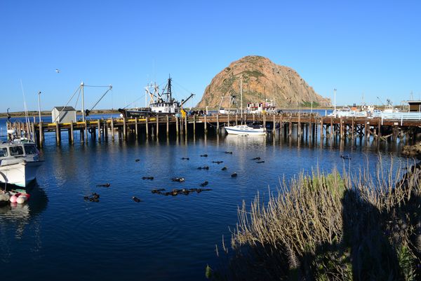 Morro Rock with sea otters in the harbor...