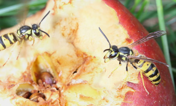 Epic wasp battle!...