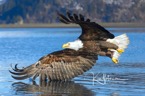 Bald Eagle of Alaska, circa 2014...
