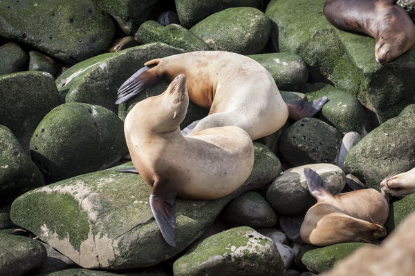 Sea lions enjoying the rocks at La Jolla, CA...
