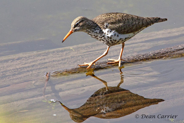 Spotted sandpiper, Trout Lake, Wyoming...