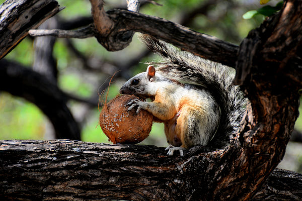 A squirrel's dream nut....