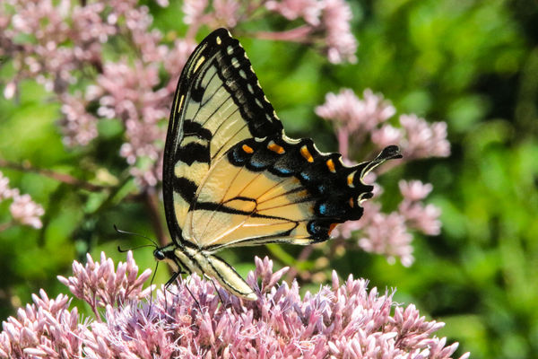 How'd he get in here? Eastern Tiger Swallowtail (P...