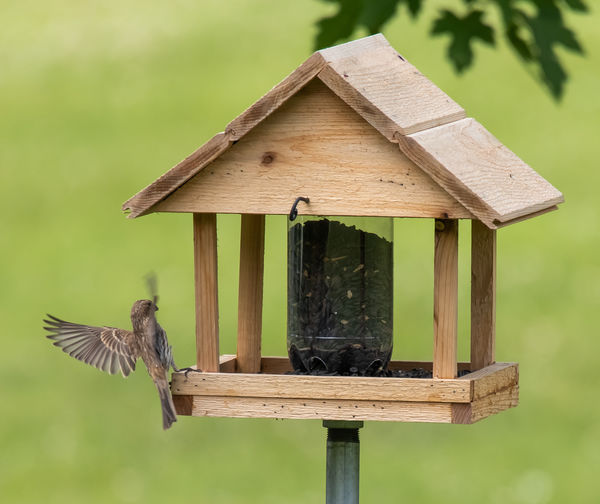 Friends stop by for lunch: It was so hot outside I set the camera up on ...