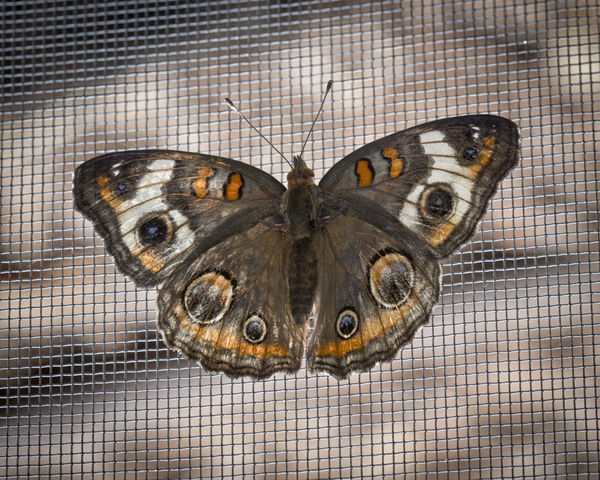 Common Buckeye Butterfly.  Junonia coenia...