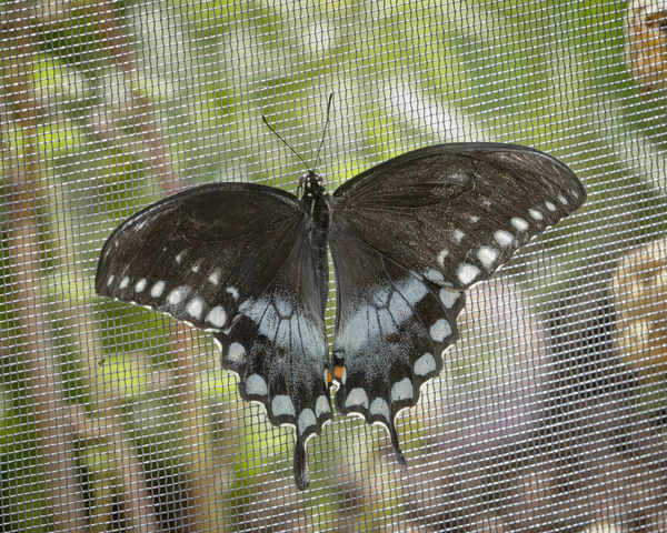 spicebush Swallowtail. Papilio troilus...