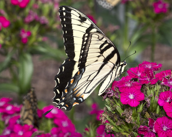 Eastern Zebra Swallowtail.  Side view.  Paplio gal...