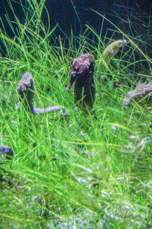 Seahorses! Didn't realize they were so tiny....