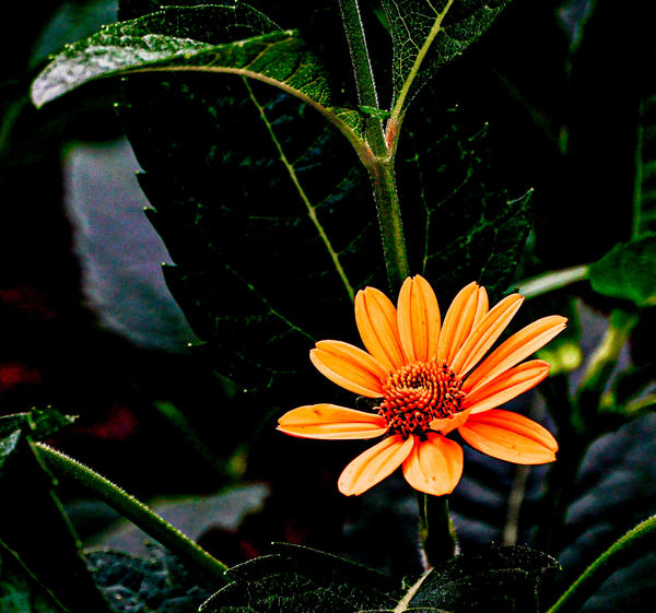 #4-C  Crop, darken and brighten flower before brus...