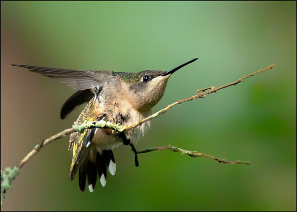 Ruby-throated Hummingbird female...