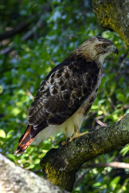 Seen in Mt. Auburn Cemetery (Watertown, MA) Mt. Auburn Cemetery is a