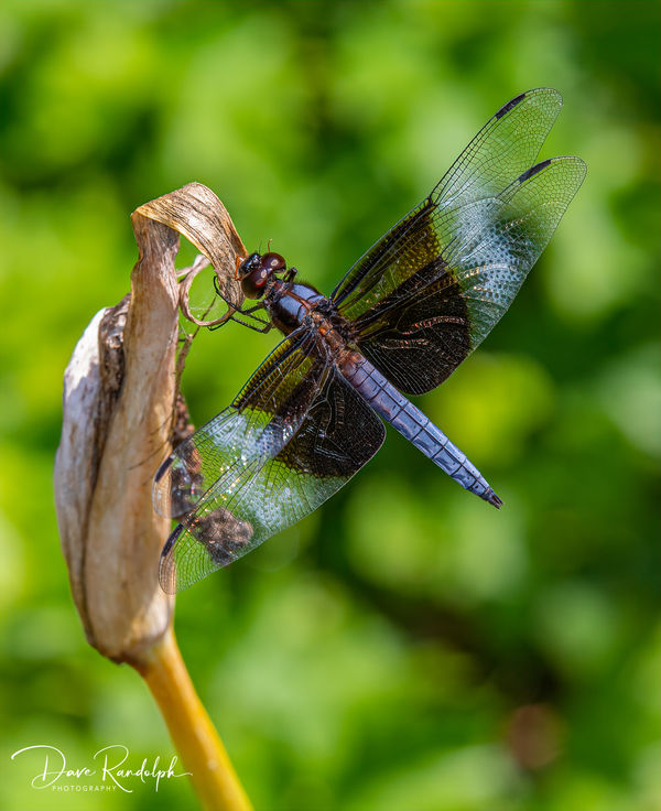 Widow Skimmer Dragonfly...
