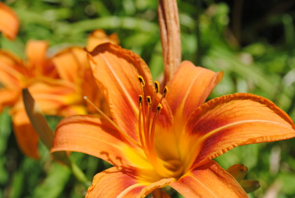 Lilies: Some day lilies in my front yard. Good details in download ...