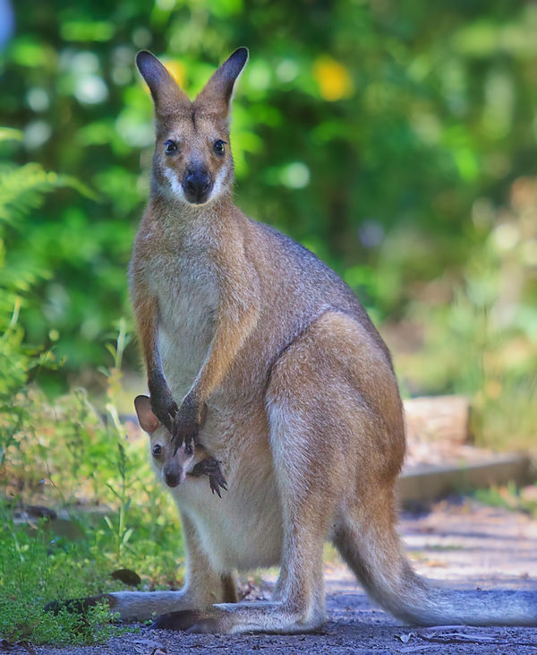#1 Wild animals in Hunter region botanical gardens...