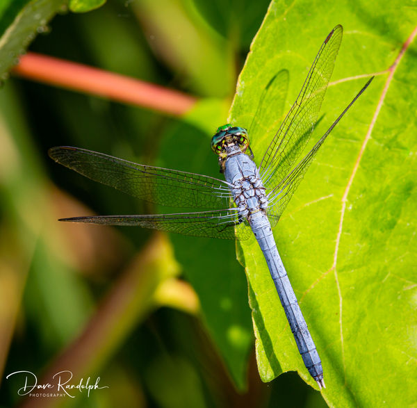 Blue Dasher Dragonfly...