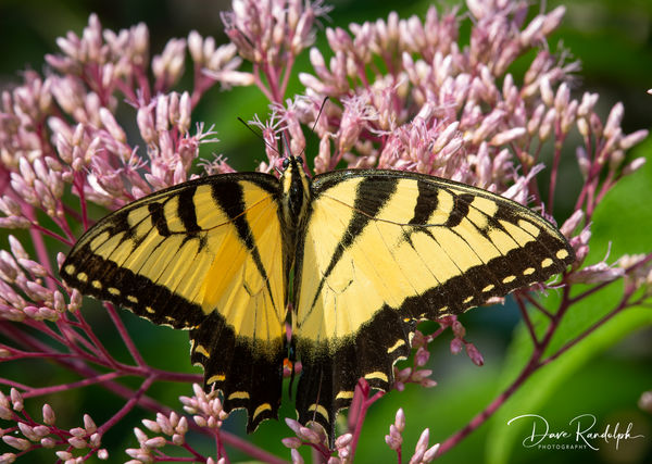 Tiger Swallowtail Butterfly...