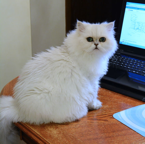 Miley, My Silver Shaded Persian....