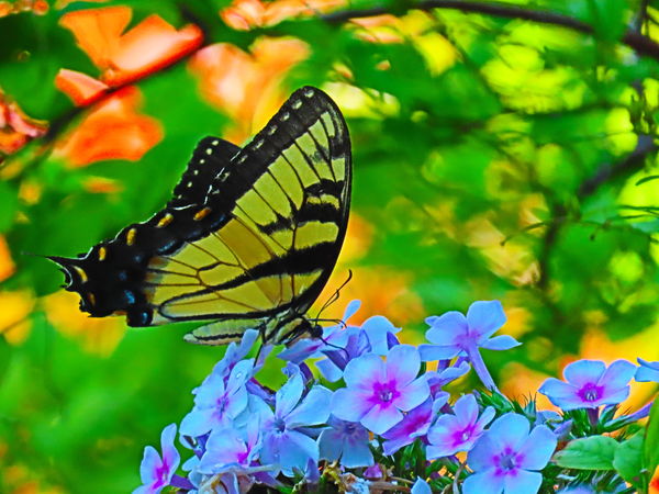 Eastern Tiger Swallowtail - side view...