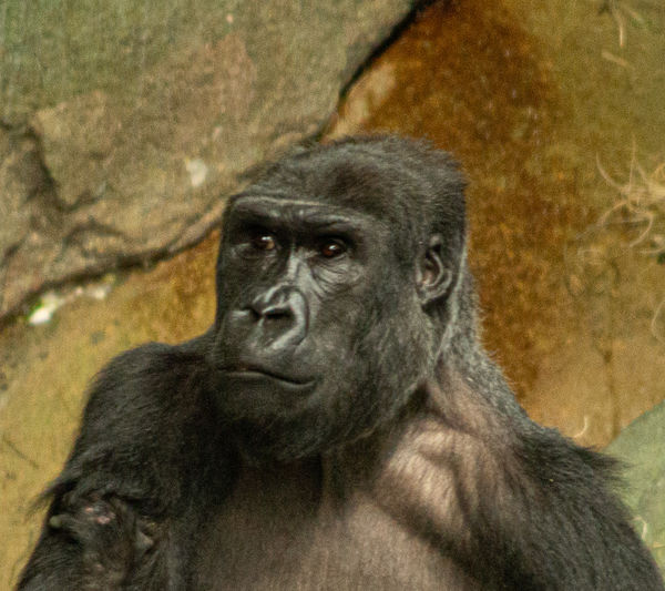 Brookfield, Illinois Zoo gorilla...