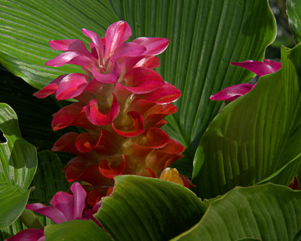 Giant Ginger blossoms peeking from the foliage....