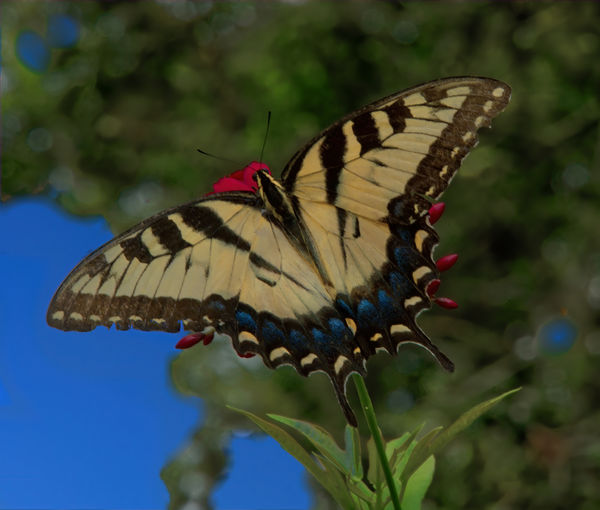 Tiger Swallowtail...