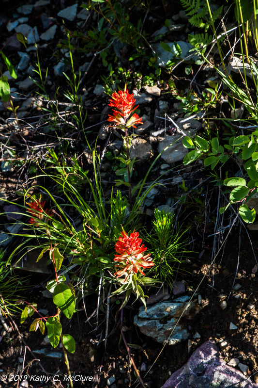 Lots of Indian Paintbrush...