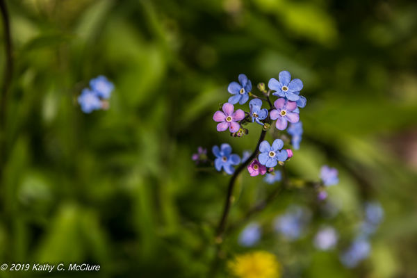 Blue and pink on the same stalk??? Tiny flowers....