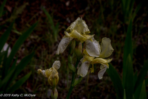 Rain-soaked iris, past its prime but still beautif...