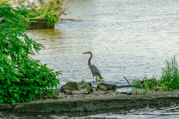 A GBH that seemed to be just hanging out. I do not...