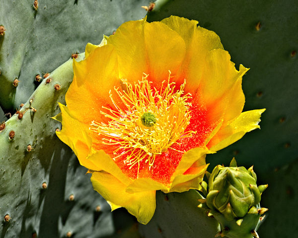 Prickly Pear Cactus Flower...