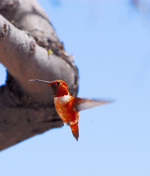 One armed Rufous Hummer...