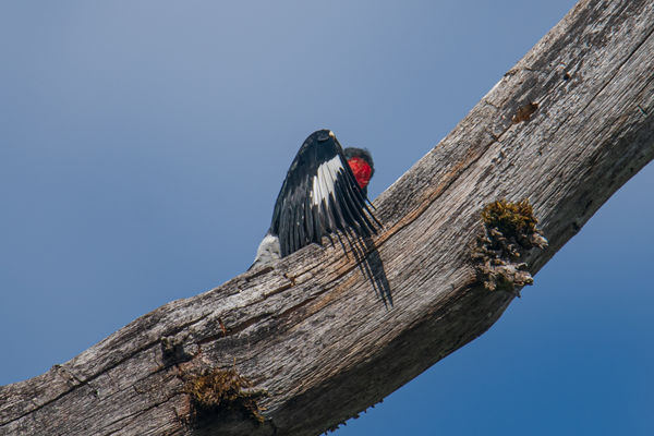 Acorn woodpecker hiding...