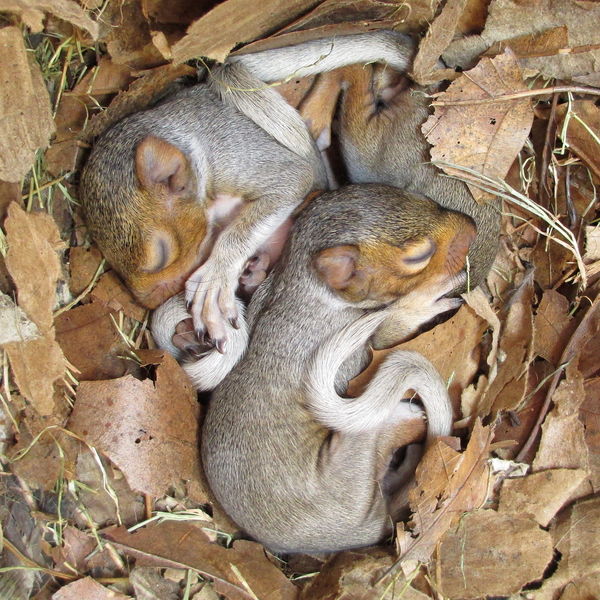 Three Baby Squirrels...