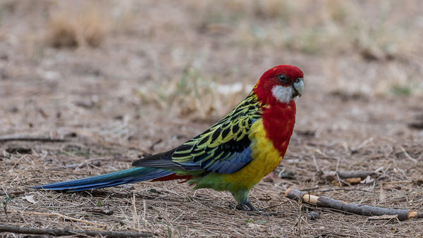 Eastern Rosella: This is one of my favourite parrots. It is native to ...