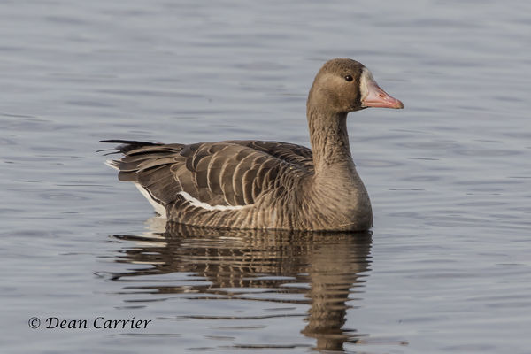 Greater white-fronted goose...