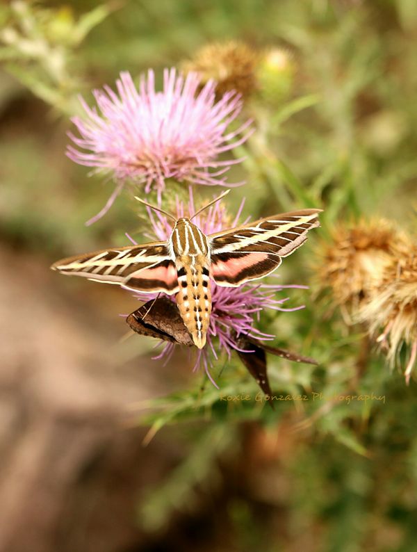 White Lined Sphinx Moth...