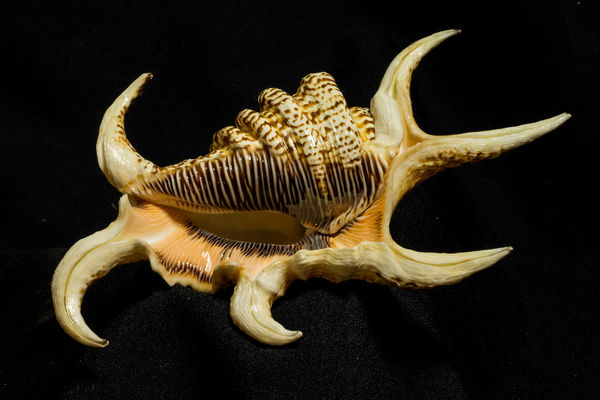 Spider Conch Sea Shell...