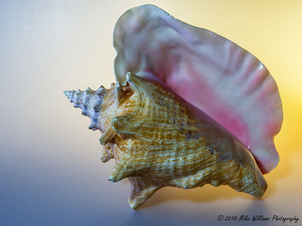 Queen Conch - One of my former instructors said I ...