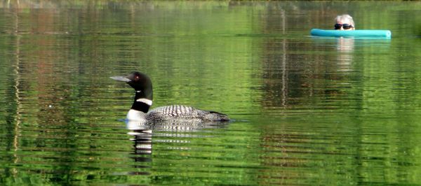 Friendly loons...