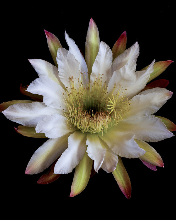 Cactus Flower Cut And Shot Indoors...
